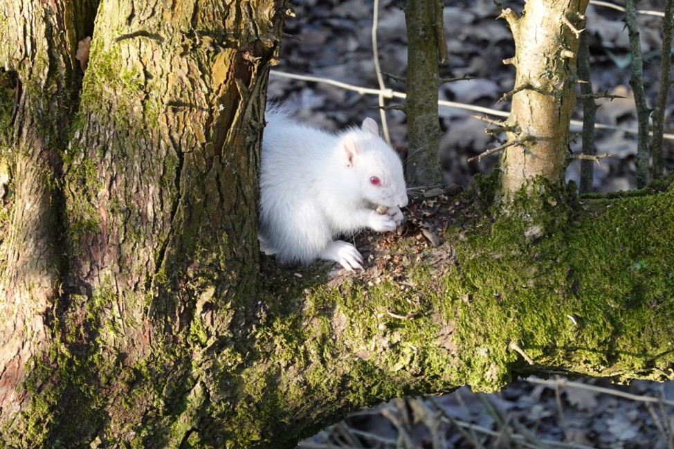 Seltenes Albino-Eichhörnchen in englischem Park gesichtet