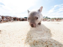 Zoologie: Warum Wombats Würfel koten