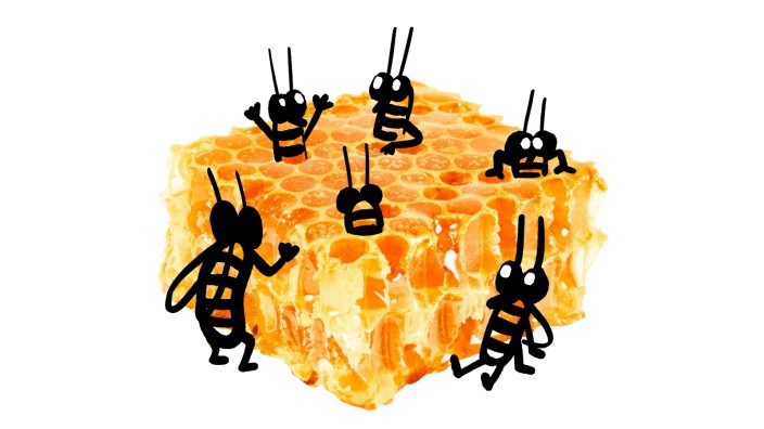 Honig im Test: Laut Honigverordnung darf dem Honig nichts hinzugefügt oder entzogen werden, was die Bienen nicht selbst mühsam in die Wabe geschafft haben.