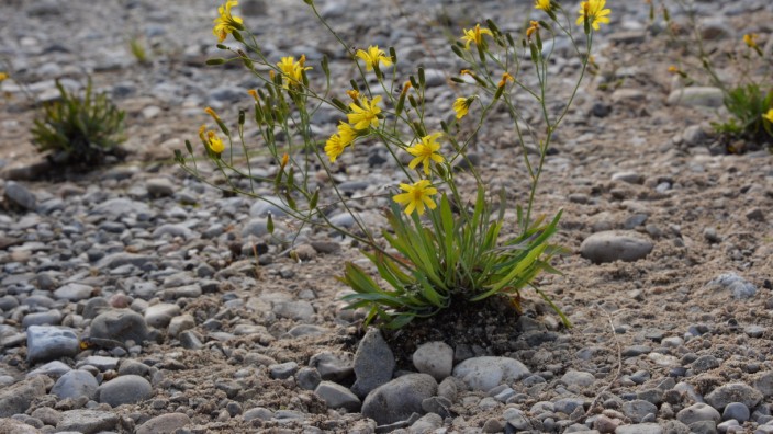 Naturschutz: Der gelbe Alpen-Knorpellattich war vom Aussterben bedroht. Auf Kiesbänken wurden Pflanzen einzeln eingesetzt, die sich gut behaupten.