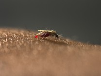 Infektionskrankheiten: Neue Malaria-Mücke verbreitet sich in Ostafrika