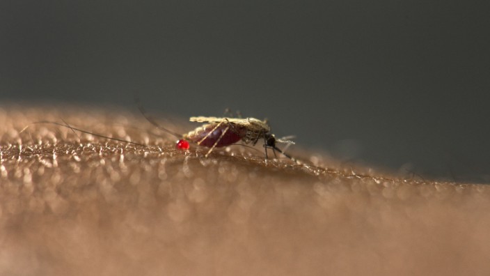 Gefährliche Malariamücke breitet sich in Städten Afrikas aus