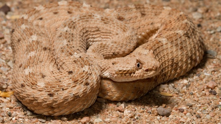 Dossier: Was Schlangenhaut mit Cordhosen zu tun hat; Seitwinder-Schlangen
