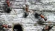 Betrügerische Ameisen: Manche Arbeiterinnen beteiligen sich nicht an den täglichen Aufgaben.