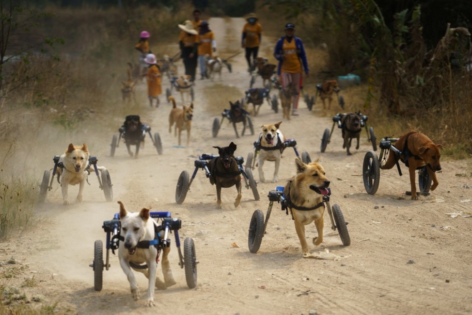 Disabled dogs in mobility aids run during a daily walk at The Man That Rescues Dogs Foundation in Chonburi