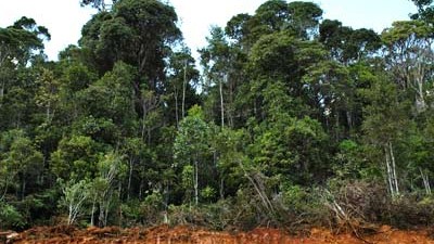Europäische Studie: Zwei bis fünf Billionen Dollar  gehen verloren aufgrund der Zerstörung der Wälder weltweit. Jährlich.