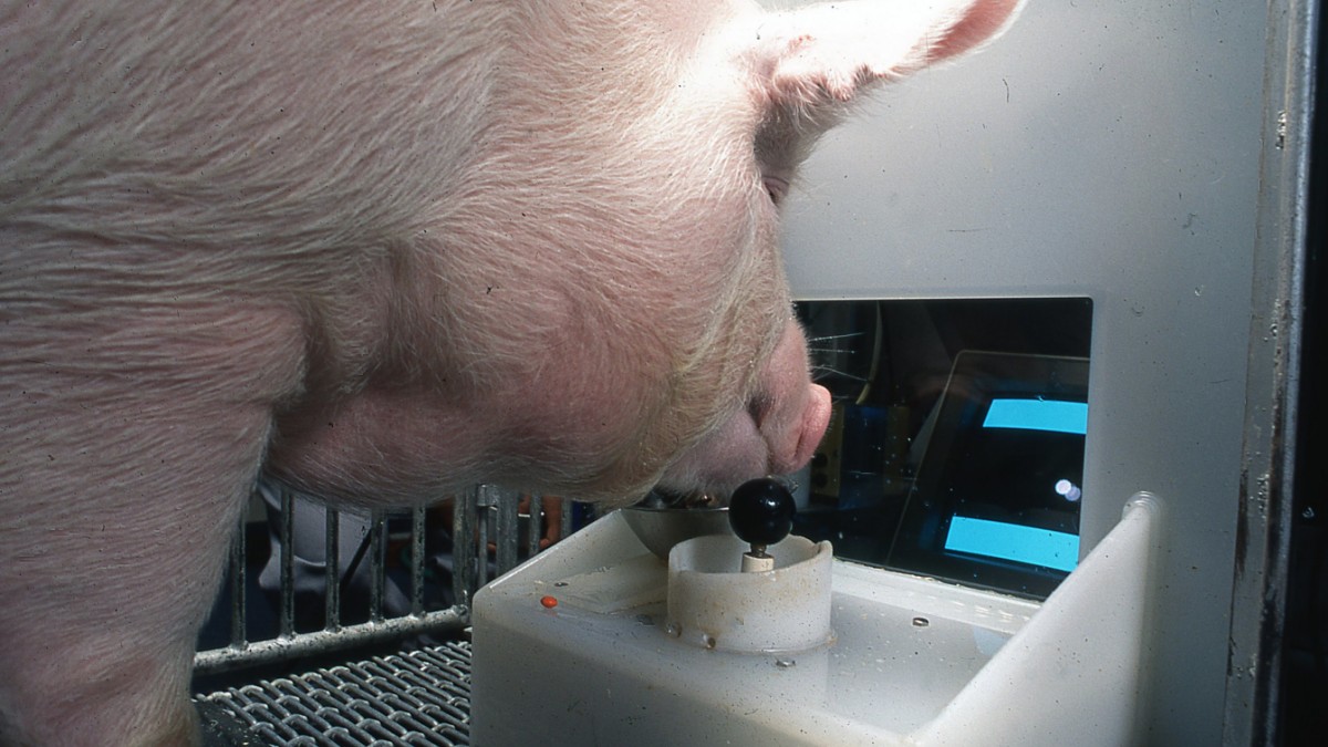 Pigs operate computer games with a joystick – knowledge