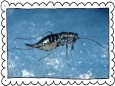 Schneefloh Boreus hyemalis auf Schnee Winter scorpion fly Boreus hyemalis on snow BLWS004779