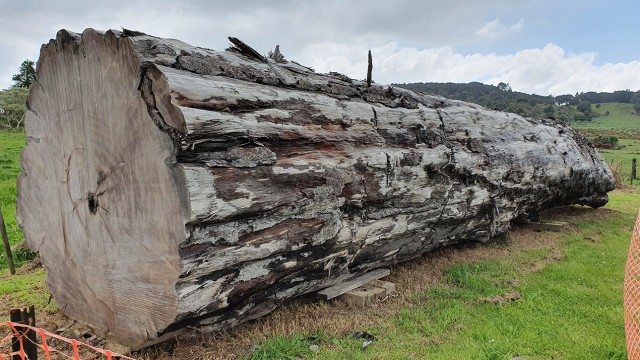 Paläomagnetologie: Stamm des untersuchten Kauri-Baums