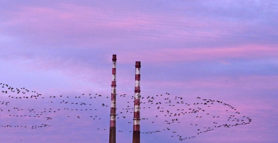 A murmuration of Light-bellied Brent Geese in Dublin