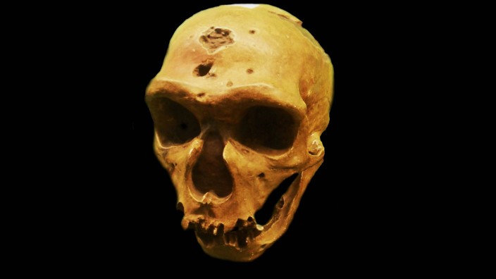 Menschheitsgeschichte: Schädel eines Neandertalers