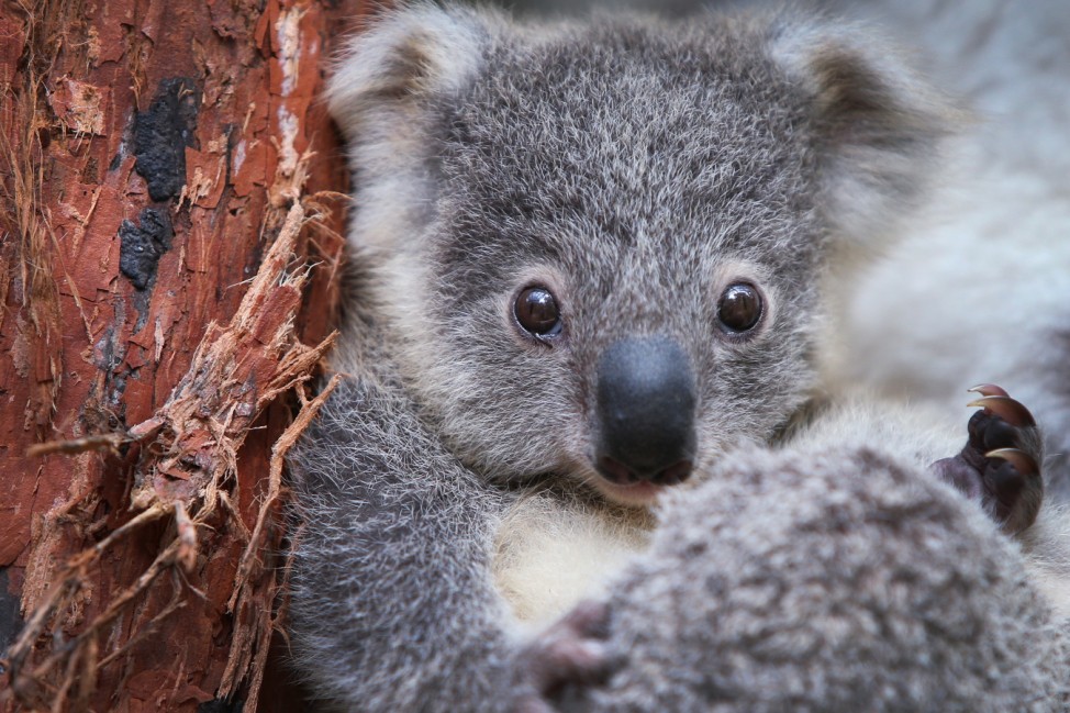 New Koala Joey On Display At Taronga Zoo