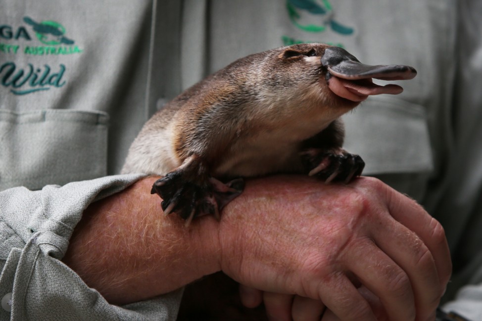 NSW Government And Taronga Zoo Announce Plan To Help Save The Platypus