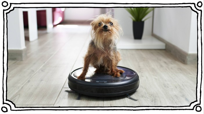 Close-up of Yorkshire terrier on robotic vacuum cleaner at home property released KIJF03041