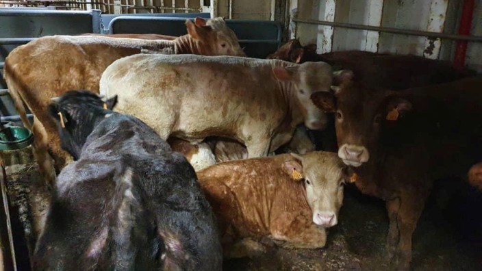 Cattle are seen on board of livestock ship 'Karim Allah\