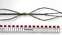 Tierischer Rekord: Die Gespenstschrecke ist fast 57 Zentimeter lang. Das Insekt ist zurzeit im Londoner Natural History Museum ausgestellt.