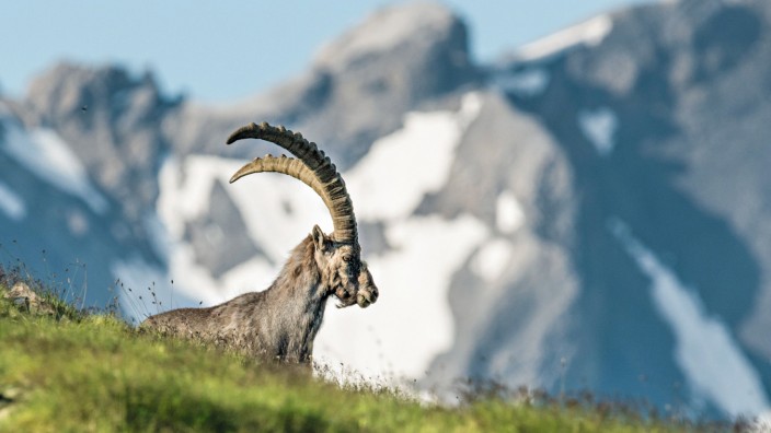 Mehr Wildtierbeobachtungen für Urlauber in der Schweiz