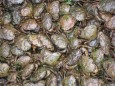 A mass of European green crabs captured at Seadrift Lagoon in California.