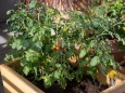 Beet- und Balkonpflanzen säen: Lichtkeimer nicht abdecken