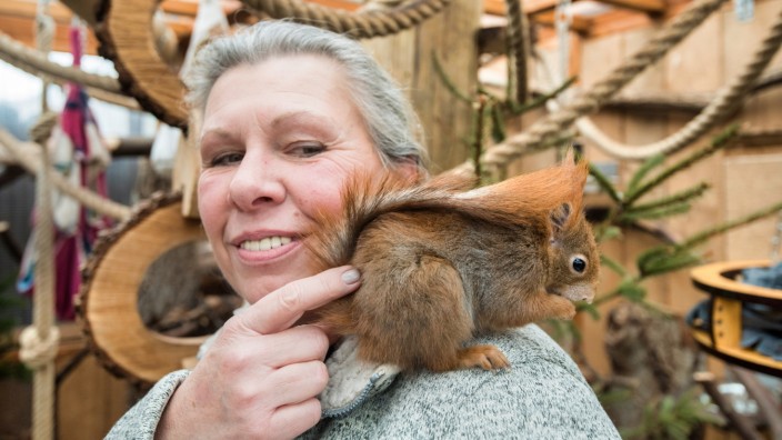 Gilching: Eichhörnchen Robin darf bei Sabine Schödl überwintern. Das Tier ist ungewöhnlich zutraulich, lässt sich sogar am Bauch kraulen, während die anderen beißen.