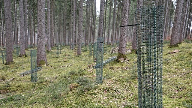 Bilanz des Waldzustands: Hinner erkundet die Situation der Waldverjüngung und ihre Beeinträchtigung durch Wildverbiss im Isartal - hier in einem Wald bei Schäftlarn.