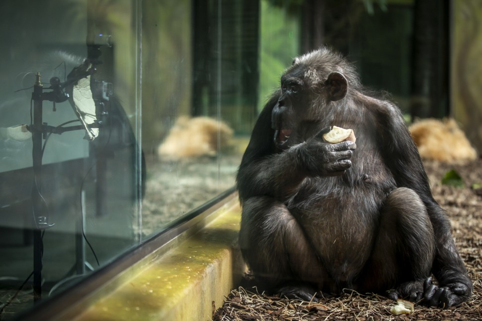 *** BESTPIX *** Chimps Entertained With Online Streaming Between Zoos