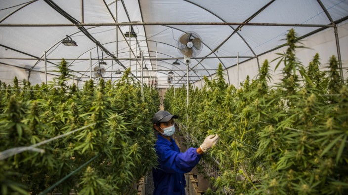 Thailand's Medical Marijuana Growing Facilities
