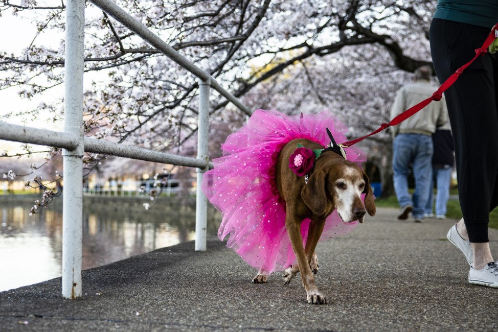 Washington D.C.'s Famed Cherry Blossoms Begin Blooming And Attracting Crowds