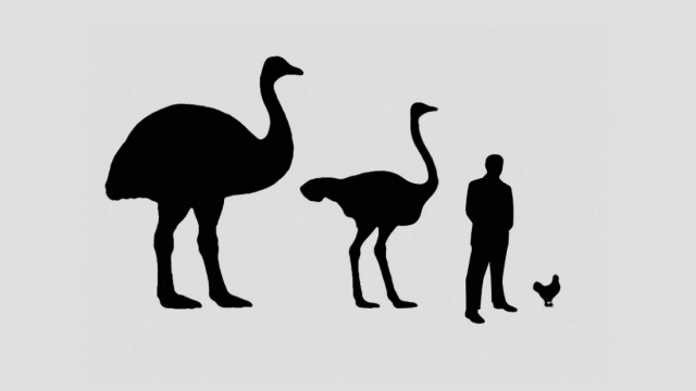 Wissen: Elefantenvogel, Strauß, Mensch, Huhn.