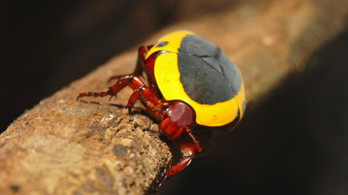 Bunter Kongorosenkäfer mit Warnfarben ÖKOLOGIE UND UMWELT creative *** Colorful Congo Beetle with