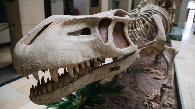 SZ-Serie: Was Münchner Museen besonders macht: In der Paläontologischen Sammlung werden hauptsächlich Überreste von Lebewesen ausgestellt, die vor mehreren Millionen Jahren gelebt haben.