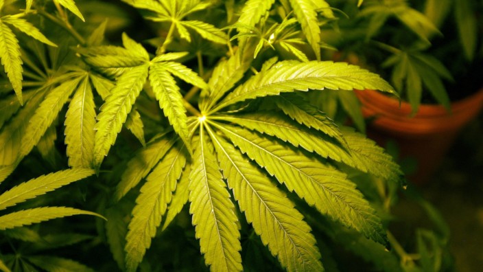 Amtsgericht Starnberg: Für Cannabis auf Rezept sind die Hürden immer noch hoch, selbst wenn stärkste Schmerzmittel nicht mehr helfen.