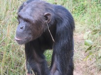 Kultur bei Schimpansen