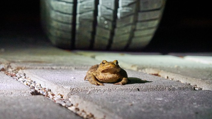 Artenschutz in Bayern: Im Frühjahr sollten Autofahrer auf wandernde Amphibien achten.