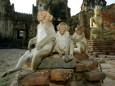 Monkeys Of Lopburi, Thailand