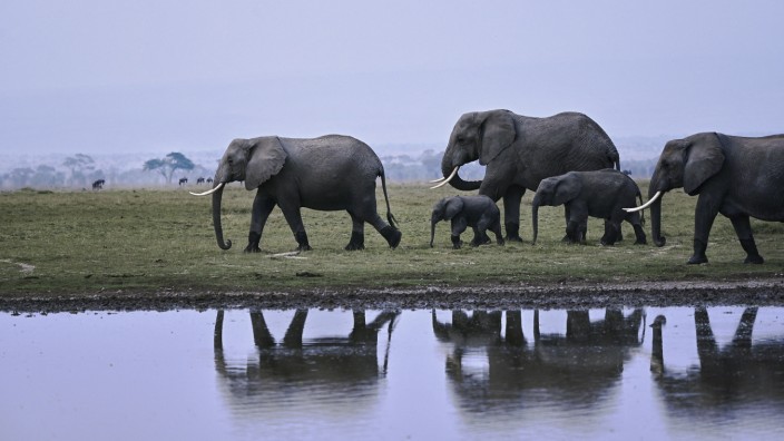 Großwildjagd: Organisationen aus Ländern wie Namibia und Botswana verbitten sich eine Einmischung aus anderen Ländern in der Frage, wie sie Elefanten und andere wilde Tiere zu schützen haben.