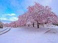 Mit Schnee bedeckte Kirschbluete am Wellersberg, Wintereinbruch im Fruehling, in der Nacht hat es geschneit und es schn