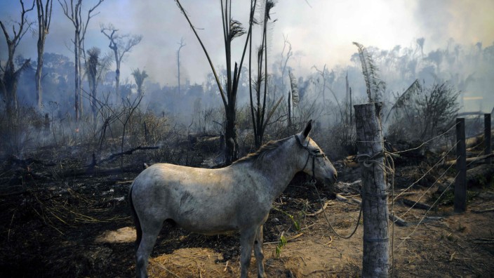 WWF-Bericht: Ein Esel steht inmitten eines niedergebrannten Gebiets des Amazonas-Regenwalds. Die Natur in Südamerika leidet massiv.