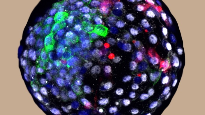 Stammzellforschung: Frühes Entwicklungsstadium einer Chimäre aus Affe und Mensch