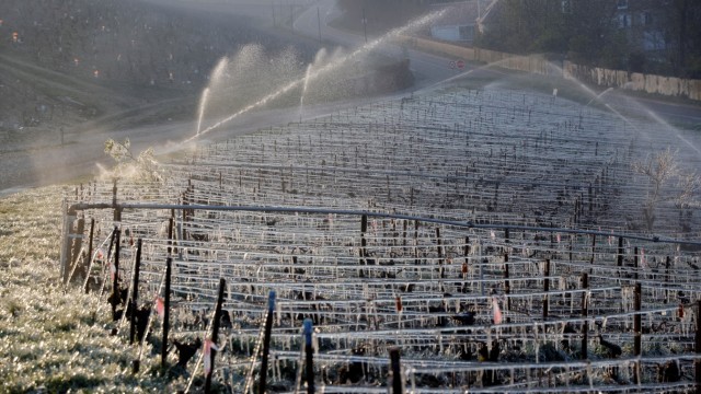 Water is sprayed early in the morning to protect vineyards from frost damage outside Chablis