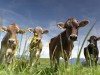 29 05 2015 Am Hopfensee in Bayern Füssen im Allgäu Junge Kühe geniessen das schöne Wetter auf ein