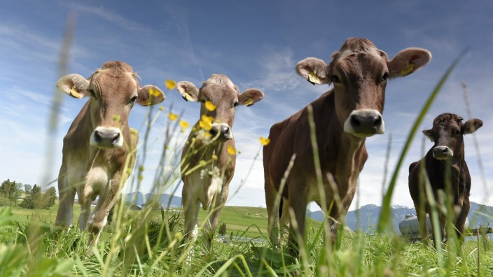 29 05 2015 Am Hopfensee in Bayern Füssen im Allgäu Junge Kühe geniessen das schöne Wetter auf ein