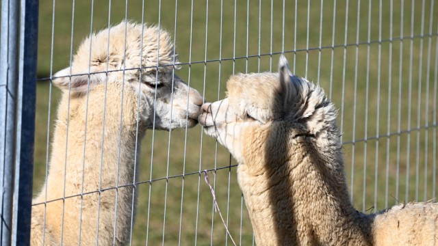 Freizeit: Kleiner Flirt durch den Zaun: Die Alpakas von Georg Angermair am Rand von Obermenzing, mittlerweile verkauft der Jung-Landwirt auch ihre Wolle.