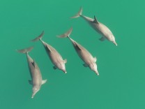 Verhaltensbiologie: Delfine kennen ihre Freunde