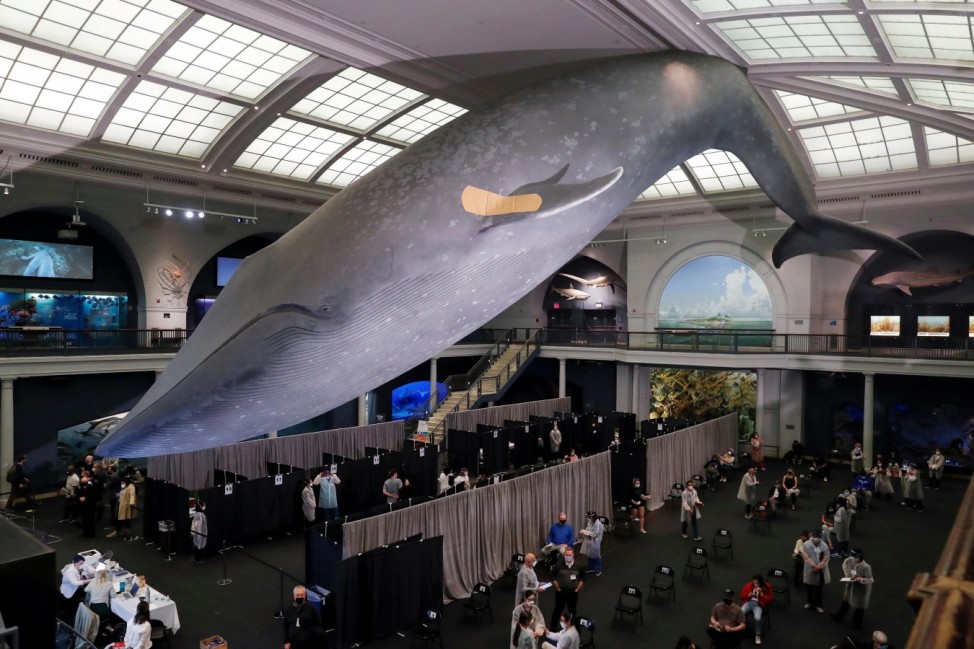 A blue whale model hangs with a band aid on its fin above a pop up vaccination site at the American Museum of Natural History in New York City