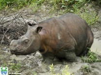 Artenschutz: Sumatra-Nashörner haben gute Überlebenschancen