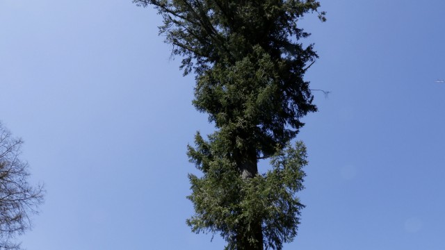 Ausflug: Die nordamerikanische Douglasie wächst natürlich auch im Weltwald. Inzwischen gilt der Nadelbaum als adäquater Ersatz für die klimaanfälligen Fichtenbestände in unseren Breiten.