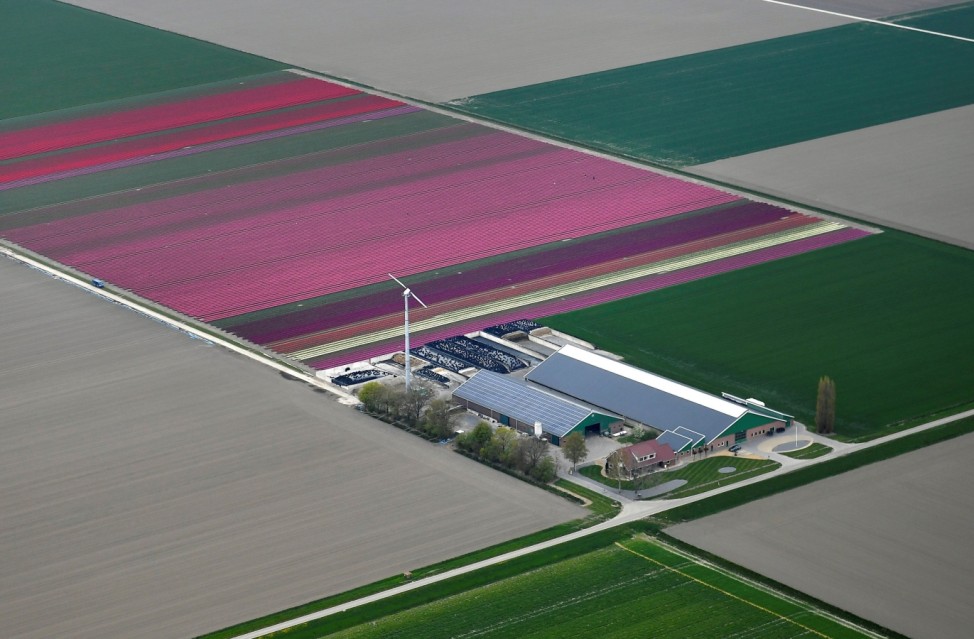 An aerial view of flower fields in Lisse