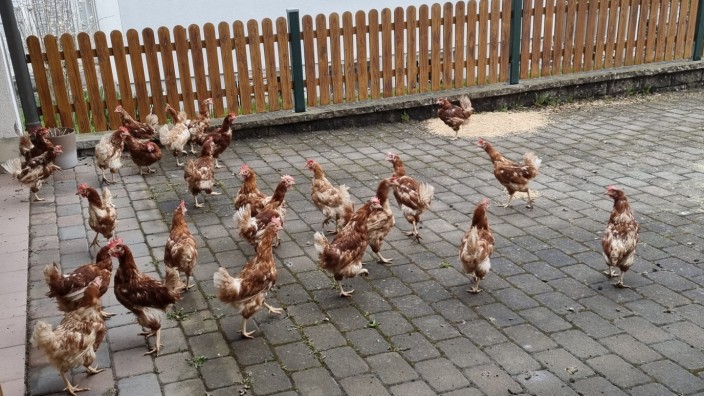 Im Landkreis Fürstenfeldbruck: Auch kleinere Haltungen von Hühnern waren wegen der Geflügelpest in den vergangenen Monaten strengen Sicherheitsvorschriften unterworfen.