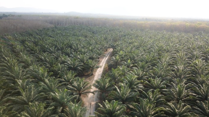 Nachhaltigkeit: Eine Plantage der "Thai Eastern Group" in der Provinz Chonburi, in Thailand. Die Bauern hier bekommen Fördergelder, wenn sie statt Zuckerrohr oder Eukalyptus Pflanzen für die Palmöl-Gewinnung anbauen.